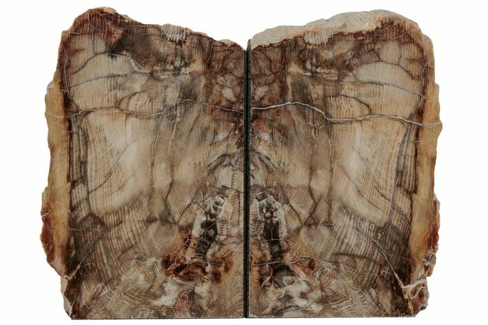 Petrified Wood Bookends - McDermitt, Oregon #195141